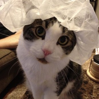 Alta Mesa Animal Hospital - Our Dante - Veterinarians Near Me - Mesa, Arizona
