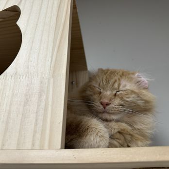 Cups & Cats - Some cats, like Mr. Thumbs, climb up in high places but still love scritches! - Cafes Near Me - Charleston, West Virginia Cups & Cats - Some cats, like Mr. Thumbs, climb up in high places but still love scritches! - Cafes Near Me - Charleston, West Virginia