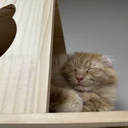 Some cats, like Mr. Thumbs, climb up in high places but still love scritches!