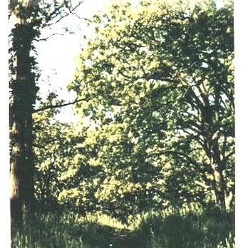 Baker's Lake Nature Preserve - the savannah in spring, lush green - Parks Near Me - Barrington, Illinois