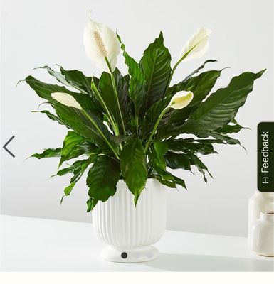 ProFlowers by null