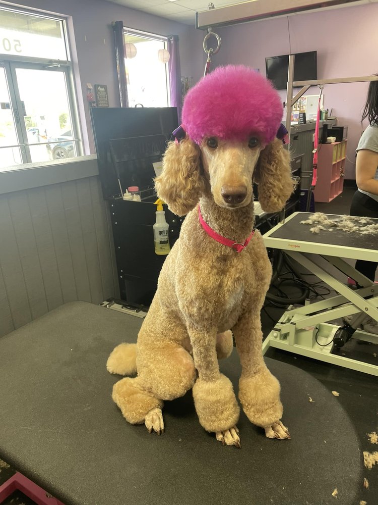 DOGGIE STYLEZ DOG GROOMING 9595 Boat Club Rd, Fort Worth, TX Yelp