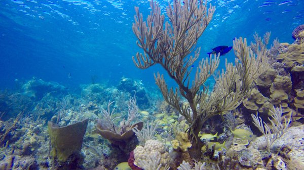 Underwater World by null