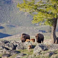 Grizzly Country Wildlife Adventures