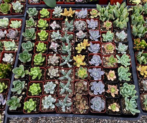 Martinez Nursery 8734 La Palma Ave Buena Park Ca Nurseries Plants Martinez Nursery 8734 La Palma Ave