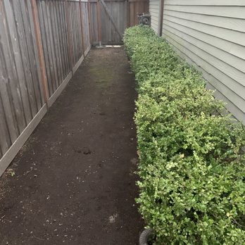 Ec Lawn Care - Side backyard, hedges look great. And there may have been a lot of dog poop - Lawn Services Near Me Ec Lawn Care - Side backyard, hedges look great. And there may have been a lot of dog poop - Lawn Services Near Me