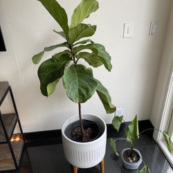 Tonkadale Greenhouse - Fiddle leaf fig