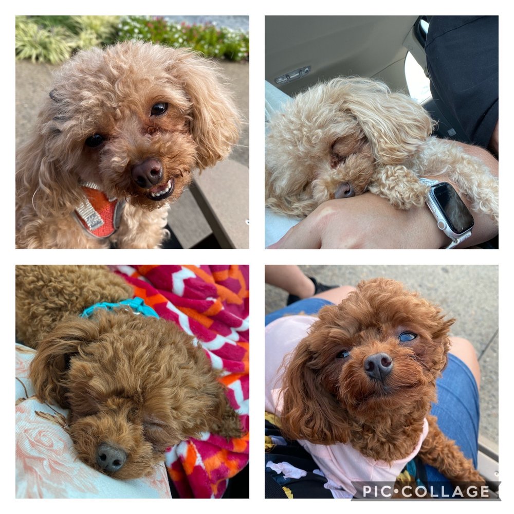 LOVING CARE KENNELS Updated August 2024 26 Reviews 3779 Tinker