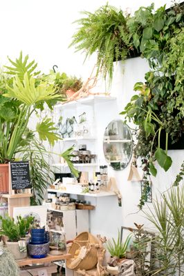 The ZEN Succulent by null