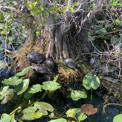 Everglades Nature Tours
