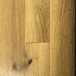 Dirty and dusty floor in ladies room. Dirty and dusty floor in ladies room.