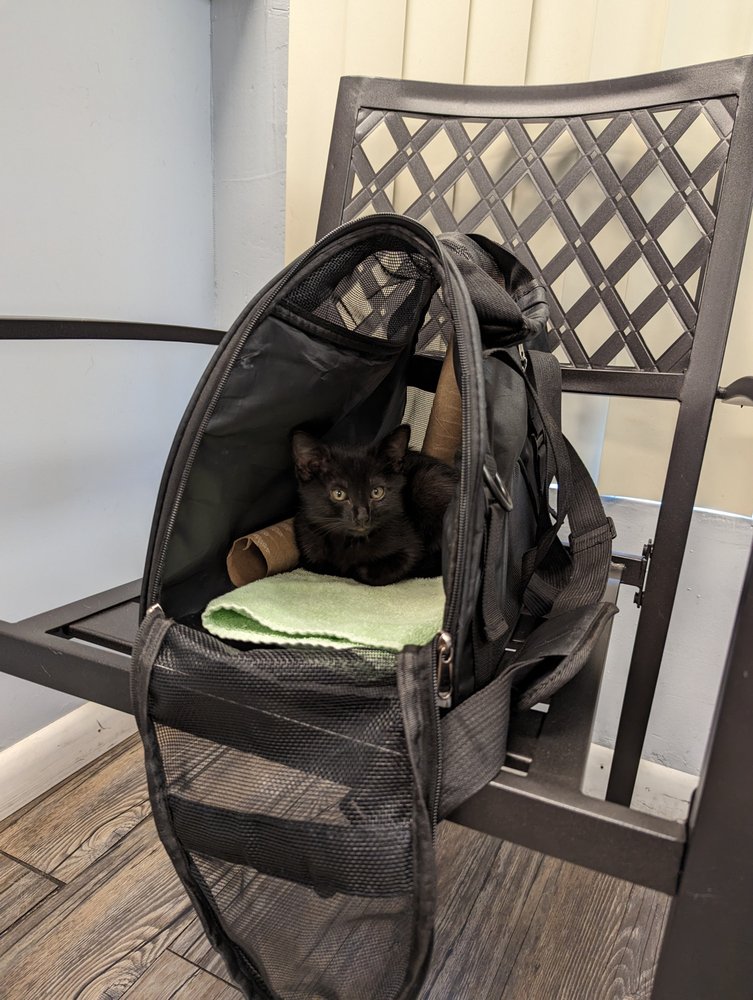 Avenue Animal Clinic Image