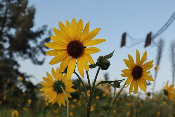 California Botanic Garden by null