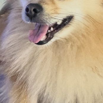 Zen Animals - Pet Groomers Near Me - Brooklyn, New York