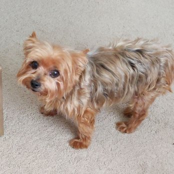 AZ Mobile Spaws - Pet Groomers Near Me - Phoenix, Arizona AZ Mobile Spaws - Pet Groomers Near Me - Phoenix, Arizona