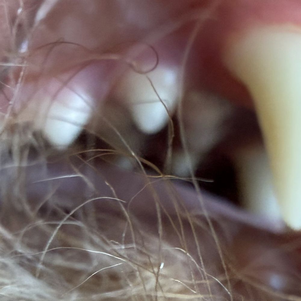 Advanced Veterinary Medical Center - After teeth cleaning - Veterinarians Near Me - Milpitas, California