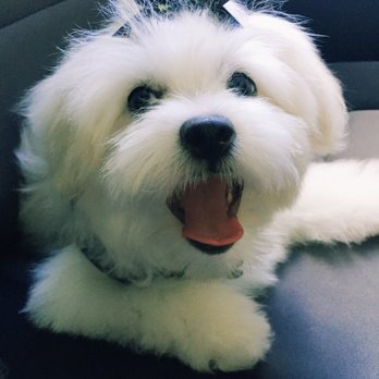 Doggone Groomers - Pet Groomers Near Me - Kaneohe, Hawaii