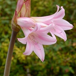 North Star Nursery - Naked ladies.