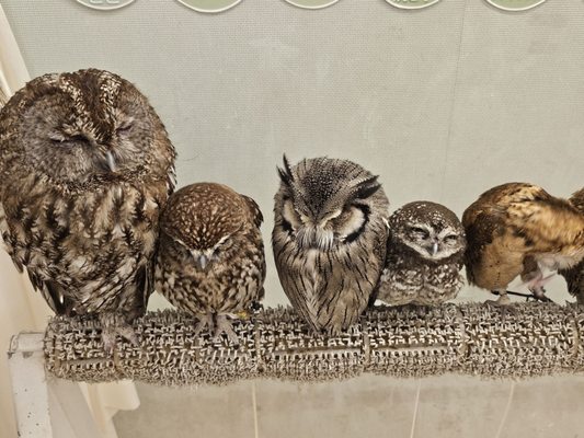 Owl Cafe Tokyo by null