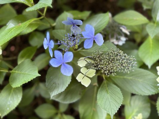 Rhododendron Species Botanical Garden by null