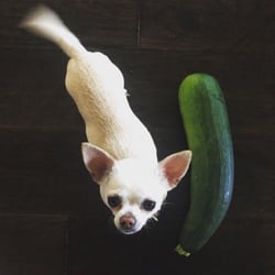 Erma's Nutrition Center and Natural Market - This zucchini is from the Farmers Market hosted at Erma's. My dog weighs about 3lbs and it is well over her size!