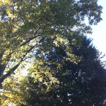 Royer Park - A beautiful fall tree - Parks Near Me - Roseville, California Royer Park - A beautiful fall tree - Parks Near Me - Roseville, California