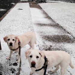 Fetch! Pet Care - Winnie and Kate