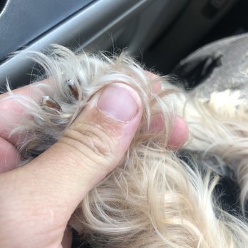 Doggone Groomers - My dog's trimmed nails, even though they claimed they "hadn't touched her" - Pet Groomers Near Me - Kaneohe, Hawaii
