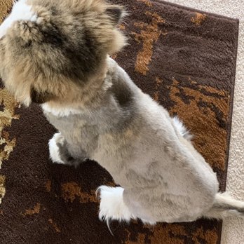 A Cut Above - Pet Groomers Near Me - Colorado Springs, Colorado A Cut Above - Pet Groomers Near Me - Colorado Springs, Colorado