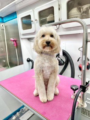 Cloud Mobile Grooming