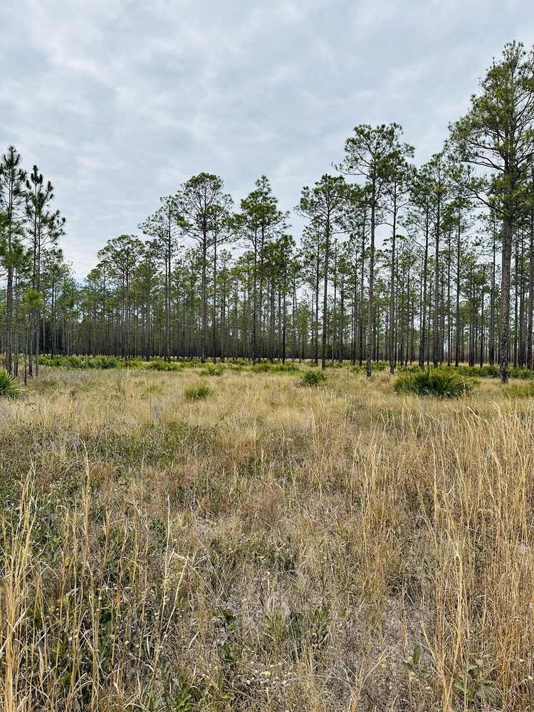 Branan Field Wildlife & Environmental Area Image