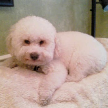Wagging Tails Pet Grooming - Pet Groomers Near Me - Glendora, California Wagging Tails Pet Grooming - Pet Groomers Near Me - Glendora, California