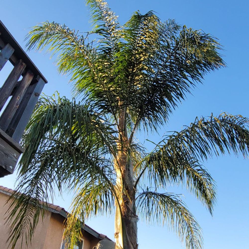 NGS Tree Services. - Tree Services Near Me - Moreno valley, California NGS Tree Services. - Tree Services Near Me - Moreno valley, California