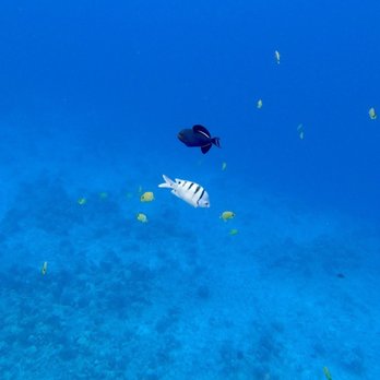 Maui Snorkel Charters - Boat Tours Near Me - Kihei, Hawaii Maui Snorkel Charters - Boat Tours Near Me - Kihei, Hawaii