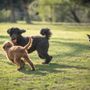 Photo of NOMA Bark Park