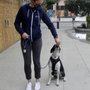 Photo of Rad Dog Training