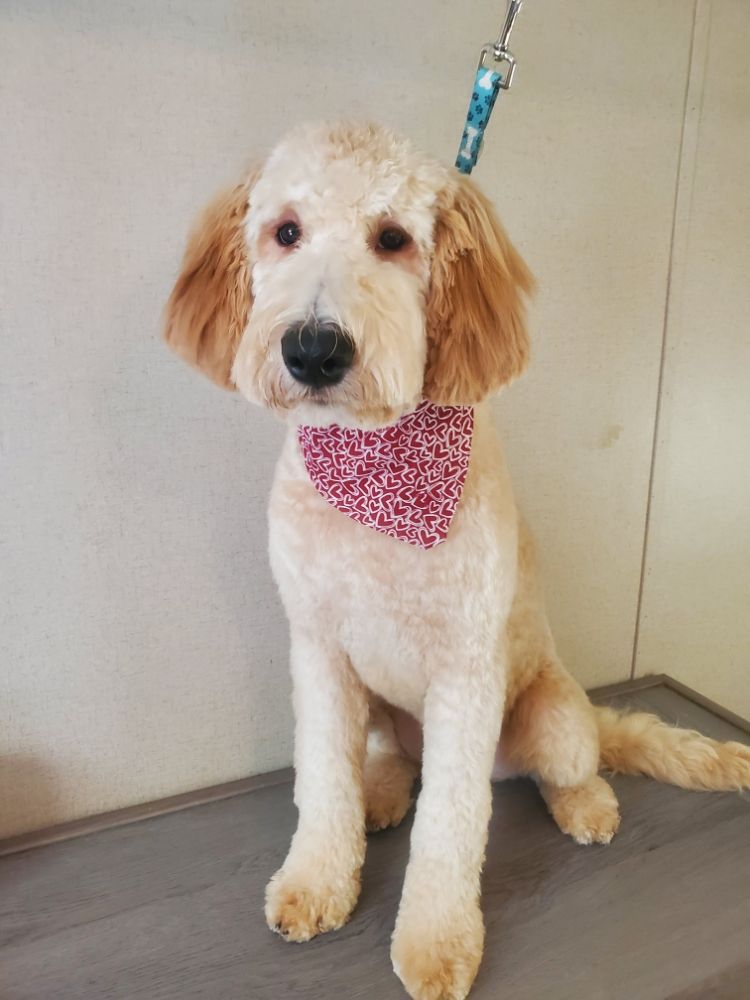 K9 KUTS BY KAYLA Updated July 2024 Request an Appointment 23 Photos 9339 Phelps Rd