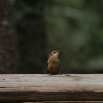 Bivens Arm Nature - A small Carolina wren comes to check me out - Parks Near Me - Gainesville, Florida Bivens Arm Nature - A small Carolina wren comes to check me out - Parks Near Me - Gainesville, Florida