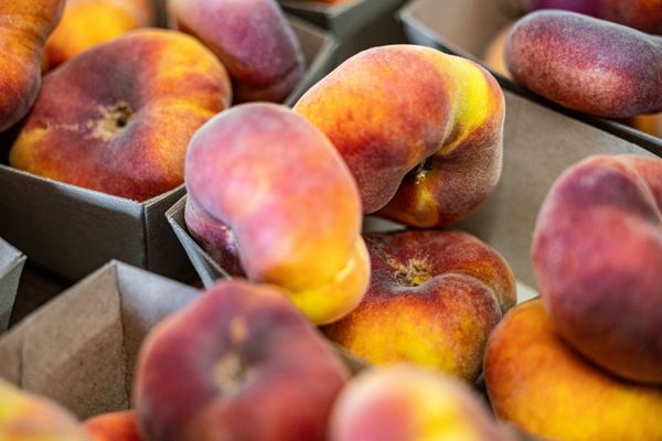 Andy's Orchard by null