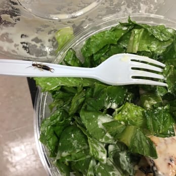 Antonino's - DISGUSTING!! Bug in my grilled chicken Caesar Salad! - Italian Near Me - Manhasset, New York Antonino's - DISGUSTING!! Bug in my grilled chicken Caesar Salad! - Italian Near Me - Manhasset, New York