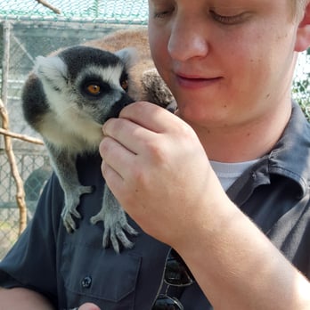 Jungle Cat World Wildlife Park - Feeding the ring-tailed lemur - Zoos Near Me - Orono, Ontario Jungle Cat World Wildlife Park - Feeding the ring-tailed lemur - Zoos Near Me - Orono, Ontario