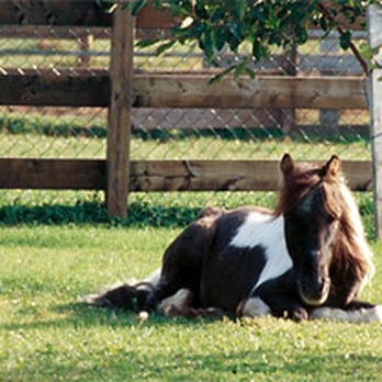 Doyle Animal Chiropractic - Veterinarians Near Me Doyle Animal Chiropractic - Veterinarians Near Me