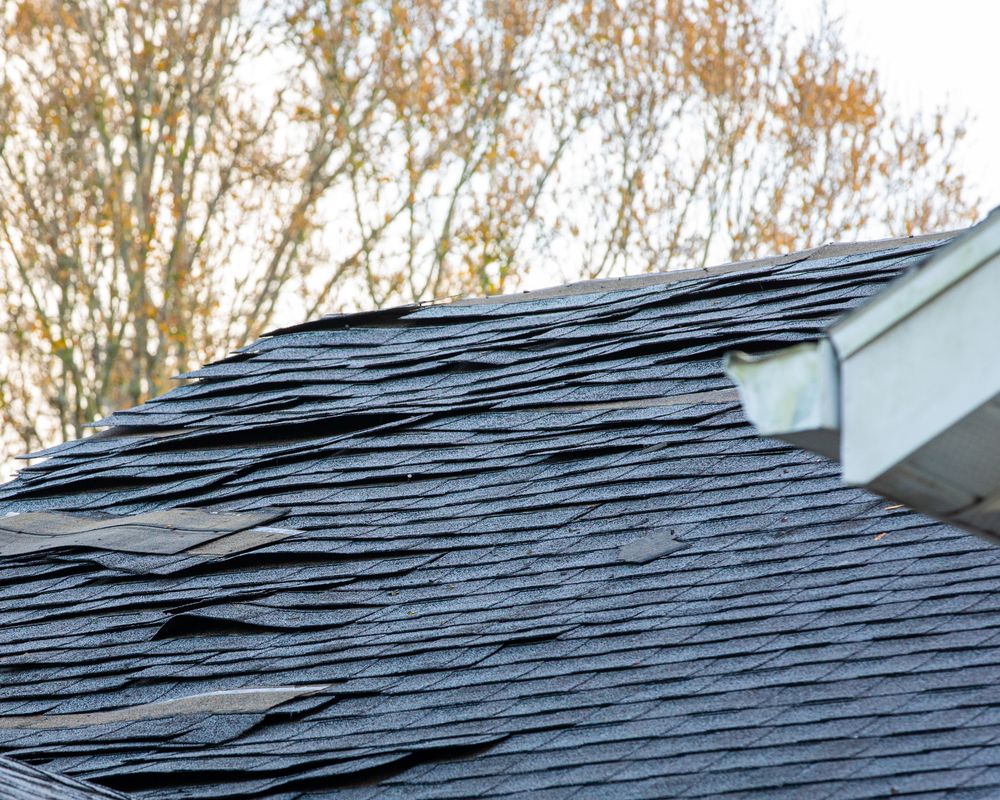 Slide of Wiener Dog Roofing