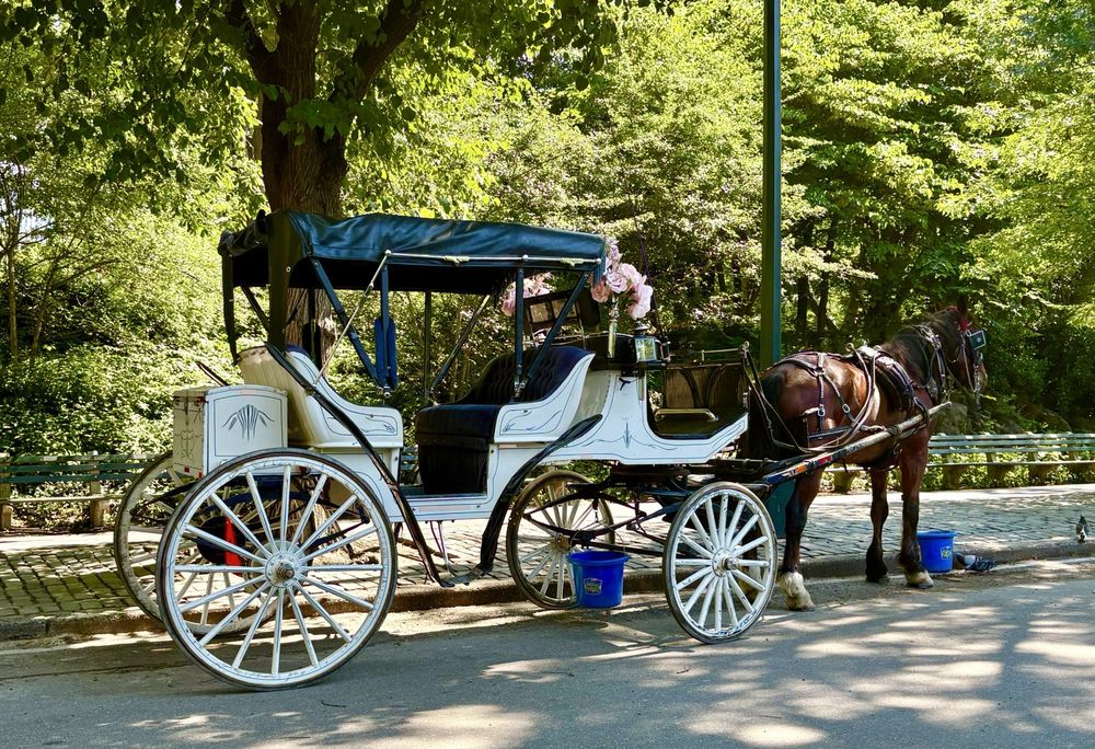 NYC Horse Carriage Rides