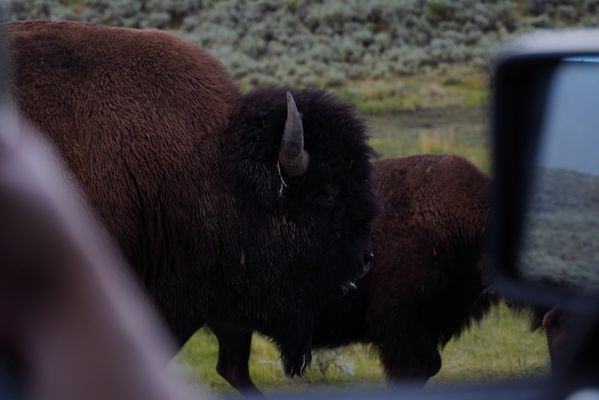 Lamar Valley by null