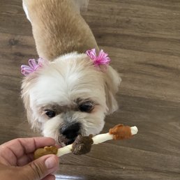 Bella sporting her new do with bows and bandana. Getting a treat for doing so well at groomers.