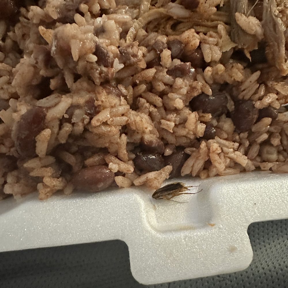 COCKROACH IN THE FOOD! COCKROACH IN THE FOOD!