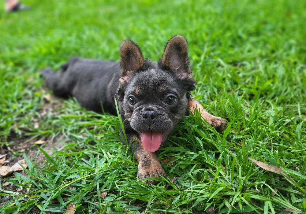 ABSOLUTE CANINE TRAINING Request a Quote Perry, Dog Walkers Phone Number Yelp