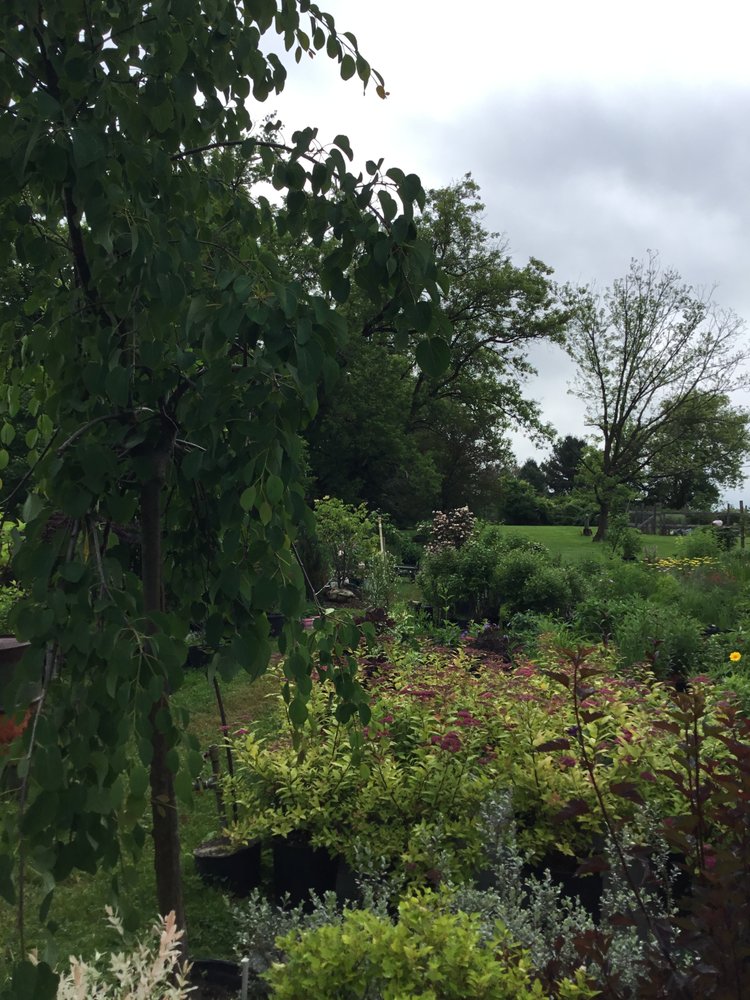 MAPLE HILL NURSERY AND LANDSCAPING Updated July 2024 4116 Pompey