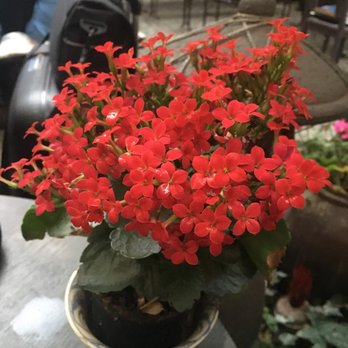 Chén Chè Teehaus - Lots of flowers - Vietnamese Near Me - Berlin, BE